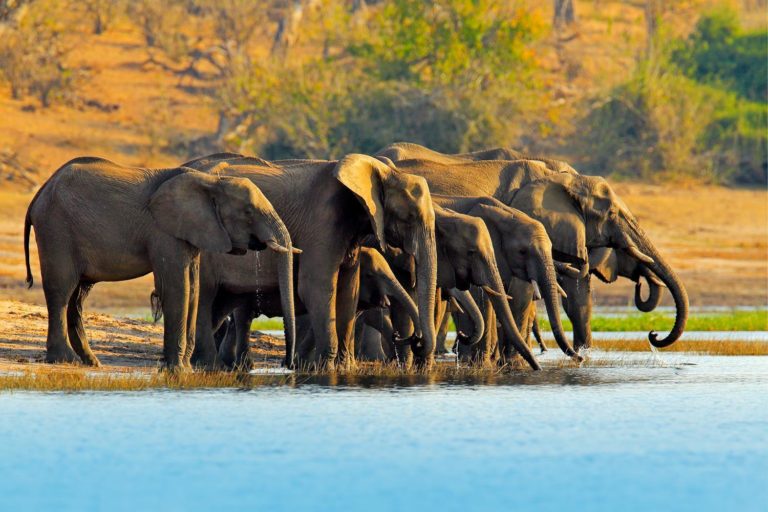 Botswana Chobe National Park Elephant 1062368642