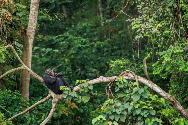 Democratic Republic Of Congo Lola Ya Bonobo Sanctuary 353458655
