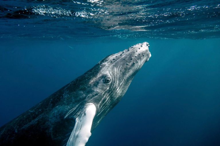 Dominican Republic Peninsula De Samana Humpback Whale
