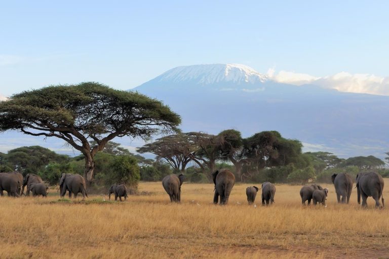 Kenya Amboseli National Park Pz8fdjs