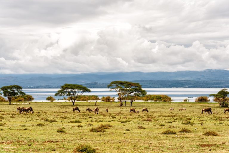 Kenya Lake Naivasha 170828777