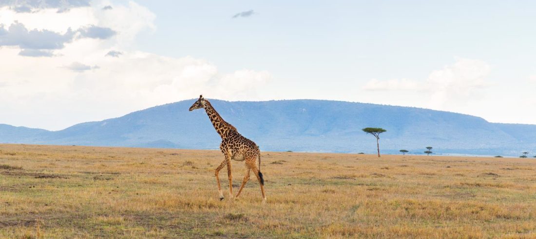 Kenya Maasai Mara National Reserve Giraffe Pdtnhel