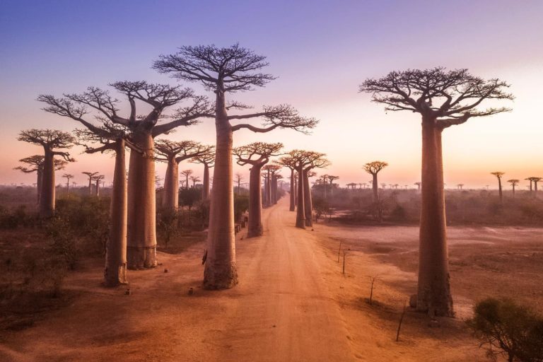 Madagascar Avenue Of The Baobabs 1184752621