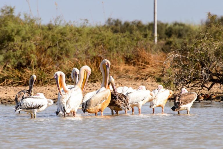 Senegal Parc National Des Oiseaux Du Djoudj 674883460
