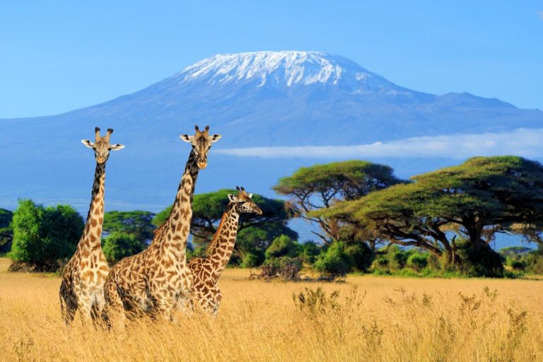 Tanzania Mount Kilimanjaro National Park 662889487