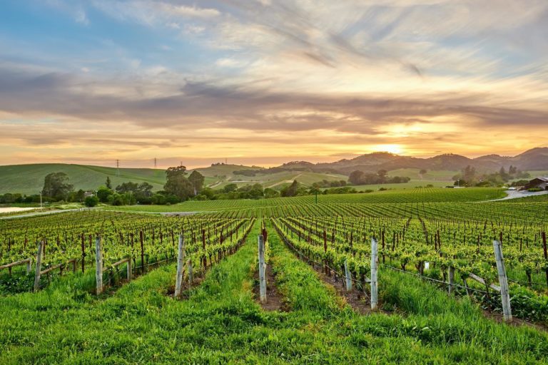 Usa California Calistoga And Napa Valley Vineyards 8p2jm4c