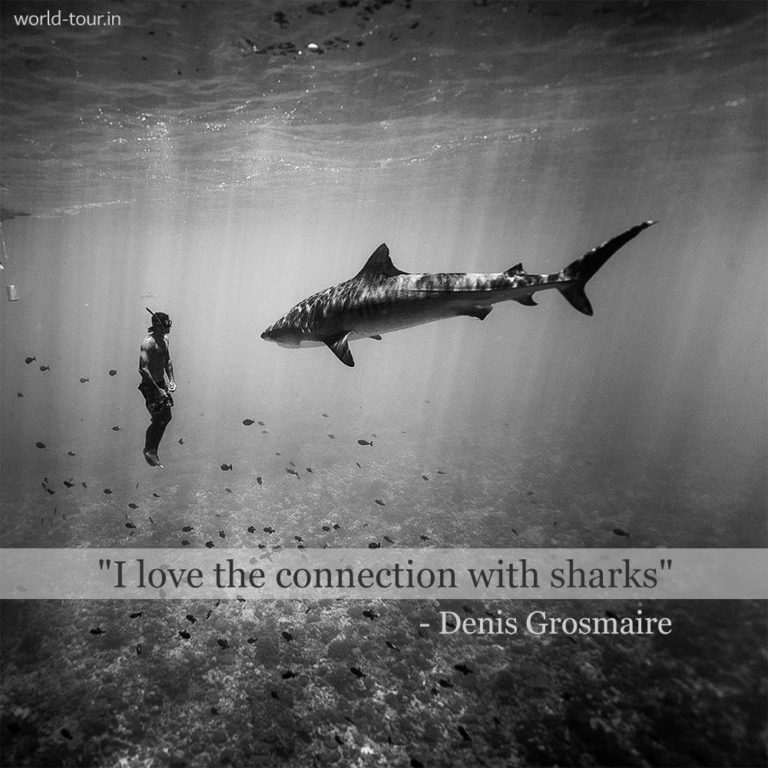 Instagram Story French Polynesia Shark Diving