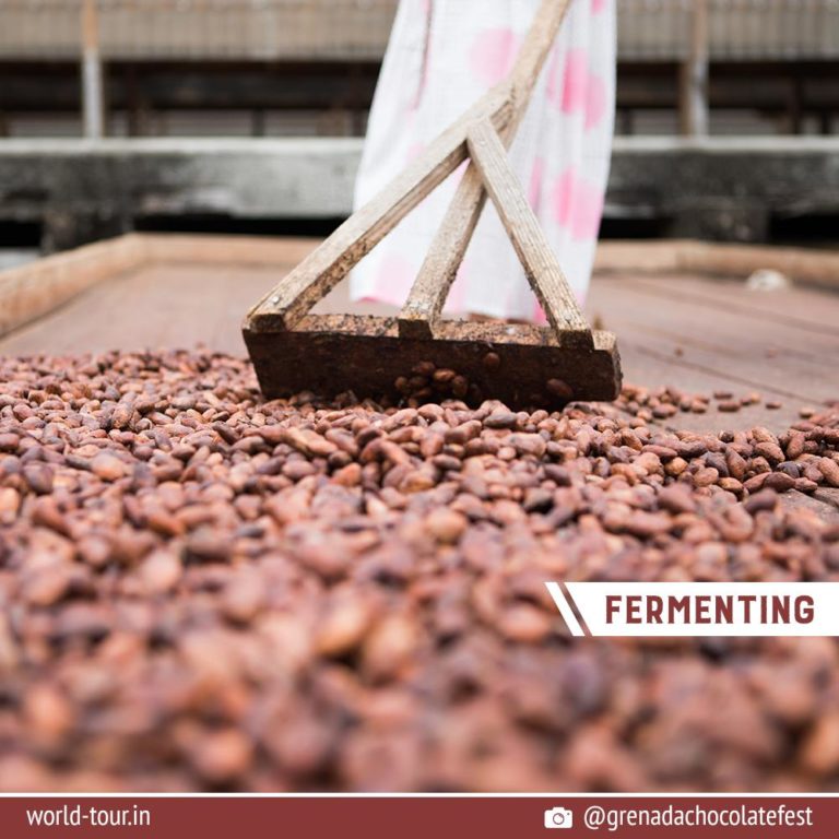 Instagram Story Grenada Chocolate 4 Fermenting
