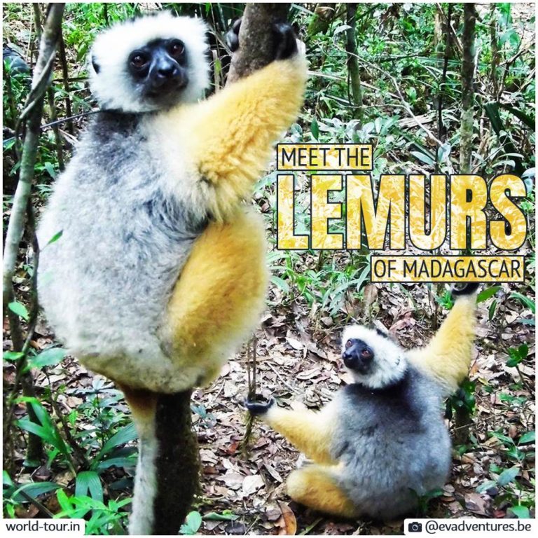 Instagram Story Madagascar Lemurs