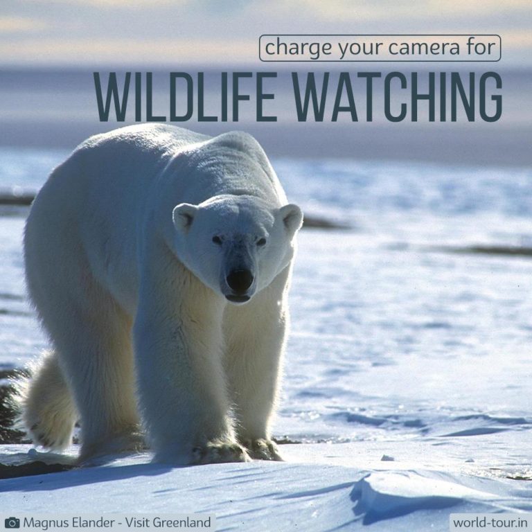 Instagram Story Greenland Wildlife Watching