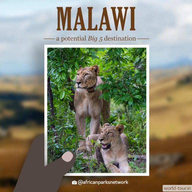 Instagram Story Malawi Big Five