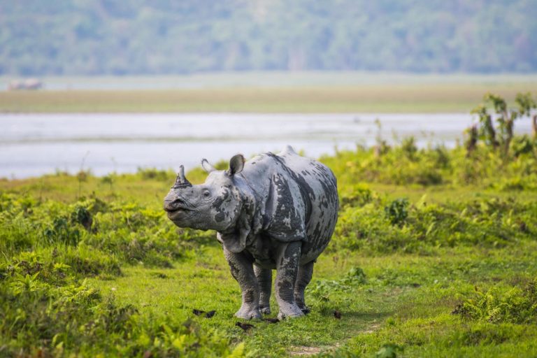 India Assam Kaziranga National Park One Horned Rhinoceros C202010026