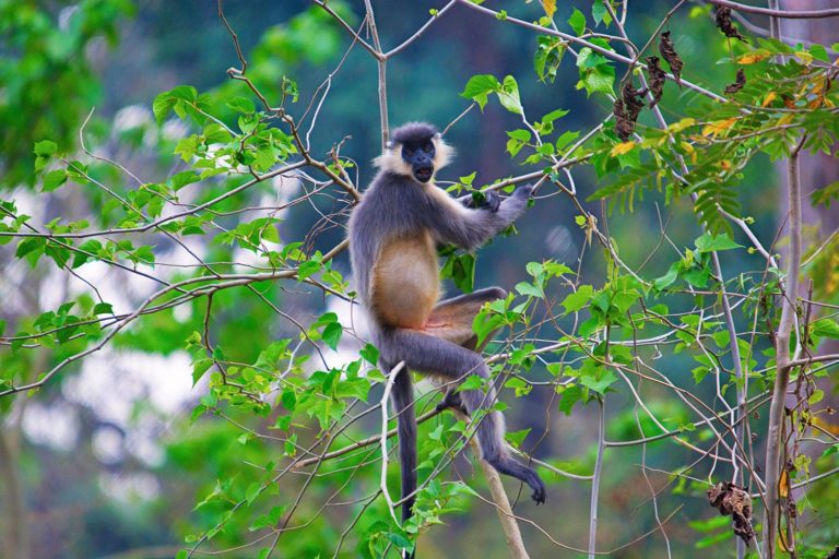 India Assam Nameri National Park Capped Langur C202010032