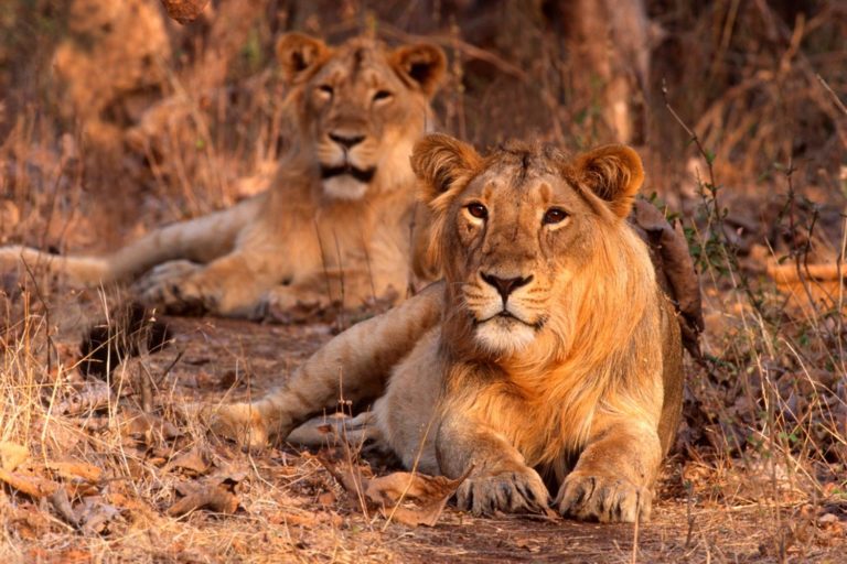 India Gujarat Gir Forest National Park Asiatic Lions C202010057