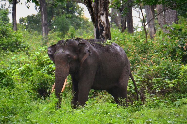 India Karnataka Bandipur National Park Elephants C202010113