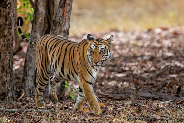 India Madhya Pradesh Bandhavgarh National Park Tiger C202010197