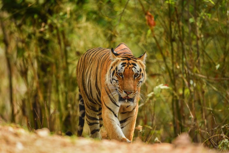 India Madhya Pradesh Kanha Tiger Reserve Tiger C202010207
