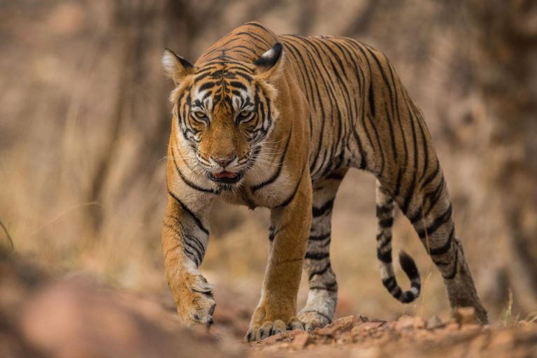 India Rajasthan Ranthambore National Park Tiger C202010315